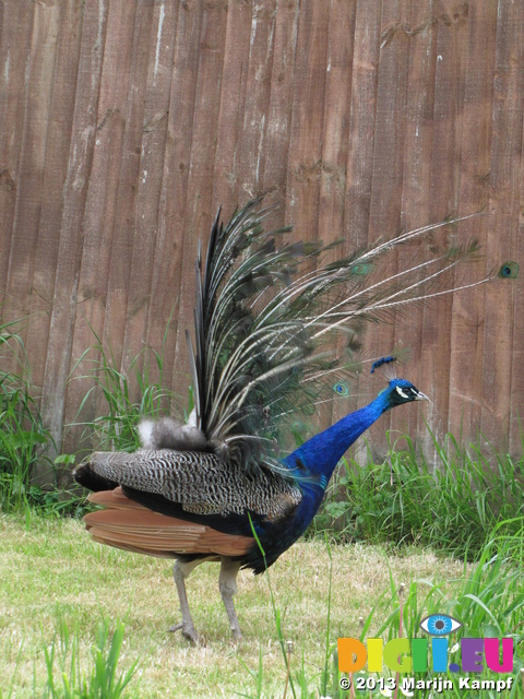 SX26961 Side view of Peacock display fanning feathers [Pavo cristatus] in garden